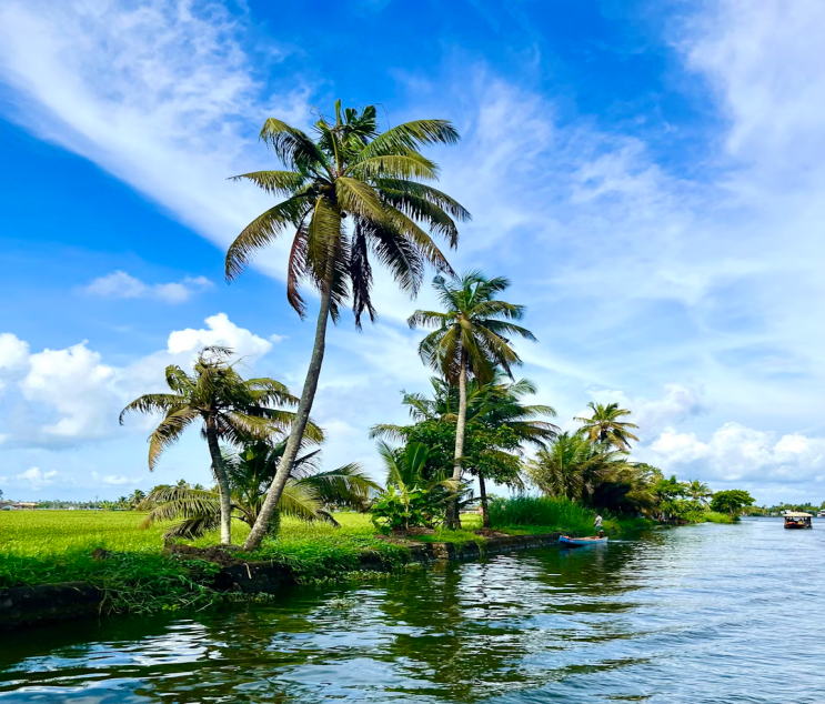 coconut trees in lake of allepey