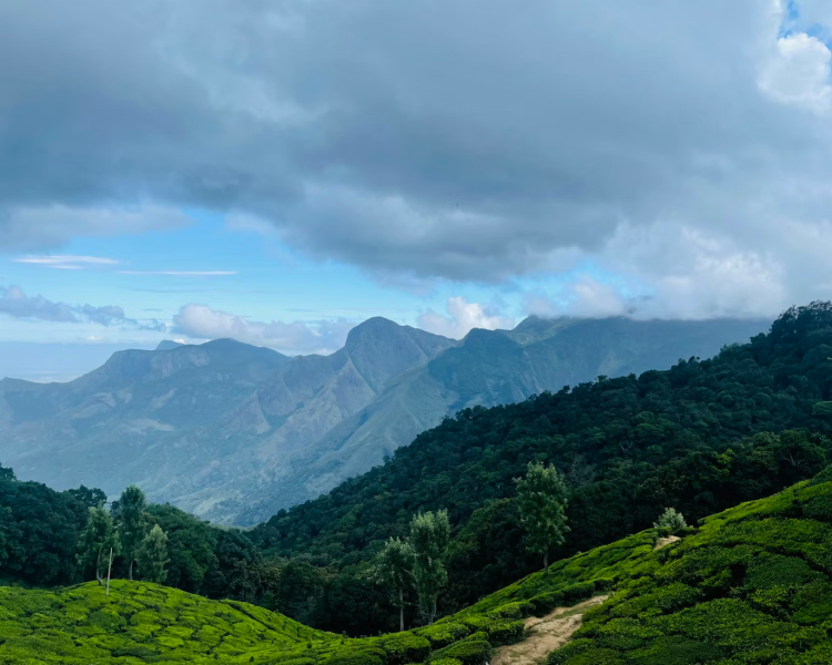 munnar hills 