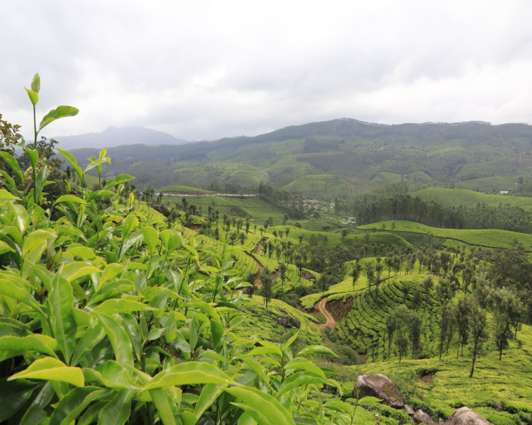munnar tea kerala